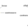 Genes traits alleles.ppt genes traits alleles.ppt 2. Https Encrypted Tbn0 Gstatic Com Images Q Tbn And9gcrk Scjs15demlw4nbgirdaqre6td Kbto6m1g K54t5kg R6y4 Usqp Cau