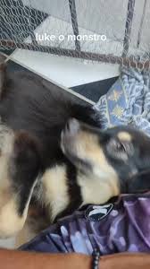 Os vídeos de Danilo Magno (@danilomagno6) com original sound