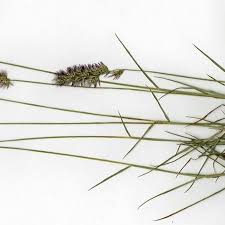 Image result for Enneapogon cenchroides