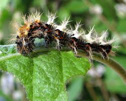 Image result for Polygonia c-album