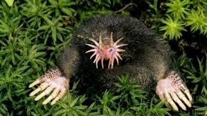 Star Nosed Mole Ungewohnliche Tiere Hassliche Tiere Verruckte Tiere