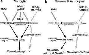 During natural hiv infection, ccr5 is the primary coreceptor used. Hiv 1 Coreceptors Ccr5 And Cxcr4 Both Mediate Neuronal Cell Death But Ccr5 Paradoxically Can Also Contribute To Protection Cell Death Differentiation