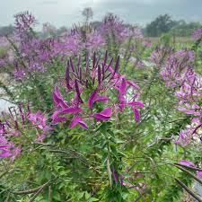 Image result for Cleome angustifolia