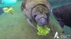 Stating, i am aware that down to the present time, the fish styled lamatins and dugongs. Nourrissage De Tinus Lamantin Du Parc Zoologique De Paris Youtube