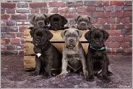 Pin By Happytime Fotografie On Leuke Honden Foto S Cane Corso Cane Corso Dog Cane Corso Puppies