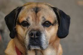 Visit our online shop for pet memorials, urns and more. Medical Power Of Attorney Colorado Springs Centennial Animal Hospital