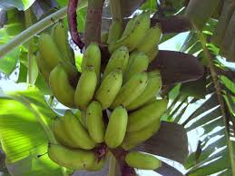 Pisang dengan mengamati pisang secara visual. Lendah Dua Puluh Jenis Pisang Konsumsi Dan Bernilai Ekonomi