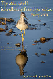 The Outer World Is A Reflection Of Our Inner Selves Bryant Mcgill Yellowlegs Birds And The Bees Bryant Mcgill Reflection