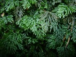 Image result for Hymenophyllum splendidum