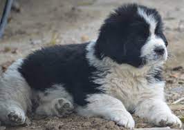 Newfoundland puppies for sale at canine corral the #1 place on long island to buy your new puppy! Reputable Newfoundland Breeder With Newfoundland Puppies For Sale In Colorado Moore Newfies