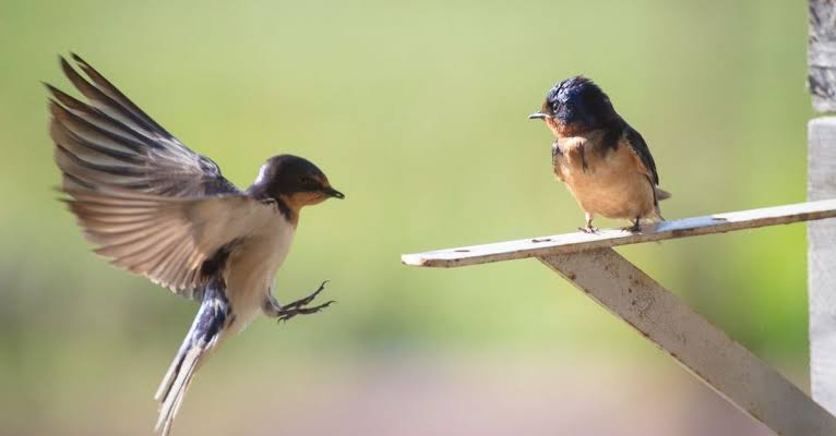 Human activity may be changing how birds communicate - Miles O'Brien