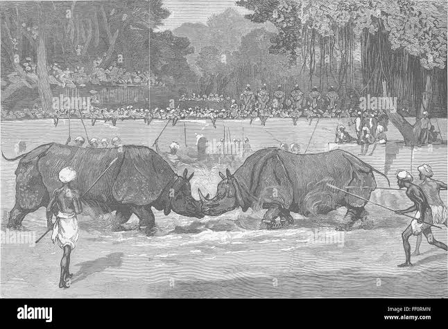 INDIA Rhinoceros fight, Prince of Wales, Vadodara 1875. The Graphic Stock Photo - Alamy