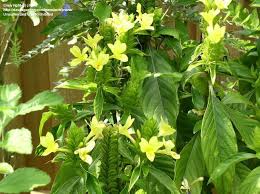 Image result for Barleria sp. D (near holubii)