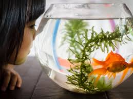 Bettas and goldfish again (i.redd.it). How To Clean A Fishbowl