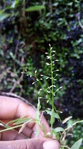 Image result for Coelachne