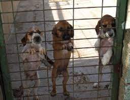 Finde jetzt schnell die besten angebote für welpen hunde suchen ein zuhause schweiz auf allekleinanzeigen.ch. Zuhause Gesucht Hunde Spanien Hundeblicke E V
