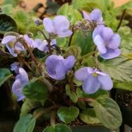 Image result for Saintpauliopsis