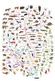 De profu' de istorie pe noiembrie 22, 2017 • ( un comentariu ). L Origine Delle Specie La Critica