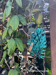 Image result for Strongylodon macrobotrys