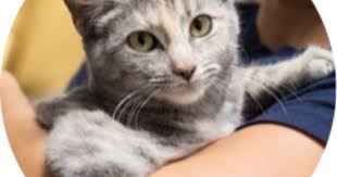 These adorable kittens are available for adoption in austin, texas. Austin Pets Alive Maddie S Cat Adoption Center Ringworm