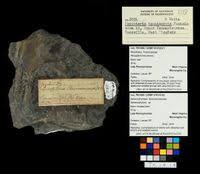 Image result for Rhytachne robusta