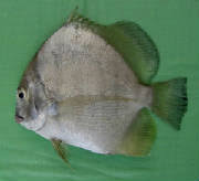 Anda berada di tempat yang tepat. Gambar Ikan Malaysia