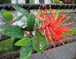 Genus embothrium are evergreen trees or shrubs, with simple leaves and showy tubular flowers with four recurved lobes. Embothrium Coccineum Norquinco Valley Embothrium Coccineum Var Lanceolatum Norquinco Valley Norquinco Valley Chilean Fire Bush Plant Lust