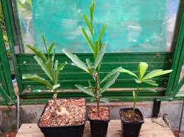 Image result for Raphionacme sylvicola