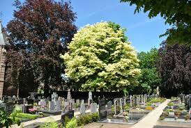 Image result for Vepris drummondii