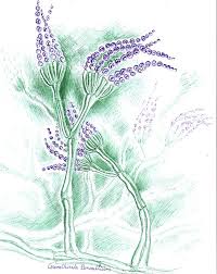 Desene in creion cu natura copaci flori. Flori De Mucegai Desenate Cu Pixul Desene Si Picturi De Corina Chirila