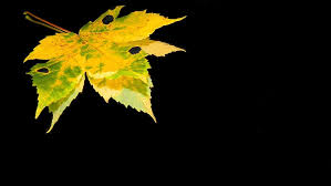 Check spelling or type a new query. Hd Wallpaper Sheet Autumn Autumn Leaves Autumnal Leaf Plant Part Black Background Wallpaper Flare