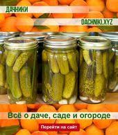икра из кабачков с майонезом и томатной пастой на зиму Ogurcy Izumrudnye Zasolka Na Zimu Sad Dacha Rasteniya Ogorod Pickles Pickling Recipes Claussen Pickles