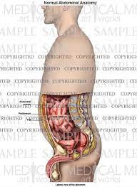 Aortas or aortae 4) is the main blood vessel in the abdominal cavity that transmits oxygenated blood from the thoracic cavity to the organs within the abdomen and to the lower limbs. Lateral Abdominal Anatomy Of Male Medical Art Works