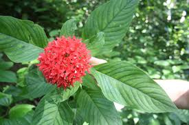 Image result for Rhodopentas bussei