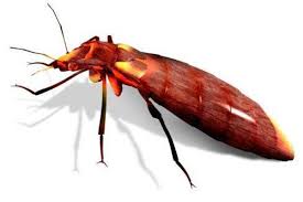 Chemical treatments, using a residual insecticide, are most common. London Is Being Infested By Super Resistant Bed Bugs London Evening Standard Evening Standard
