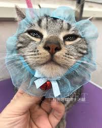 Litter Locker Cat Mat Cat Nap I Love Cats Cute Cat
