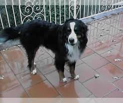 After the passing of our loyal berner friend of almost 10 years, clyde, we found the search for a healthy, quality bernese mountain dog puppy to be overwhelming. Puppyfinder Com Bernese Mountain Dog Puppies Puppies For Sale Near Me In Ohio Usa Page 1 Displays 10