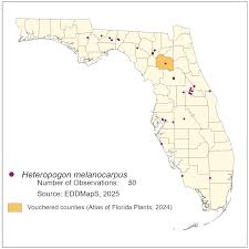 Image result for Heteropogon melanocarpus
