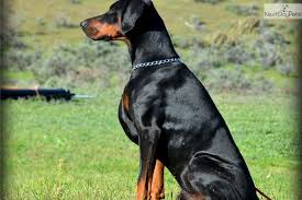 A show quality dobie is nearer to $2500. Doberman For Sale Online Shopping