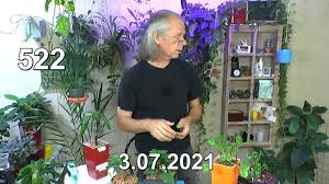 Maybe you would like to learn more about one of these? Monstera Thai Constellation Alocasia Black Velvet Neues Projekt Und Phalaenopsis Pflege Im Substrat Youtube