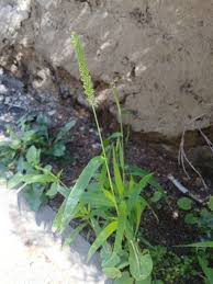 Image result for Setaria