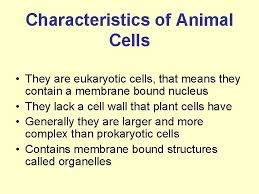 What are the characteristics of eukaryotic cells? Introduction To Animal Cells Characteristics Of Animal Cells