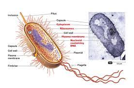 Glycopedia