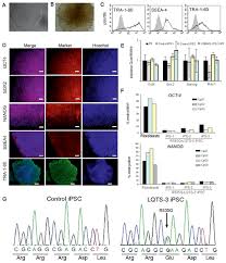 Argentinos juniors arsenal sarandí vs. The Disease Specific Phenotype In Cardiomyocytes Derived From Induced Pluripotent Stem Cells Of Two Long Qt Syndrome Type 3 Patients