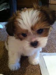 You will find mi ki dogs for adoption and puppies for sale under the listings here. Mi Ki Puppies For Sale Under 1000 Bmo Show