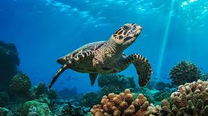 Image result for turtle