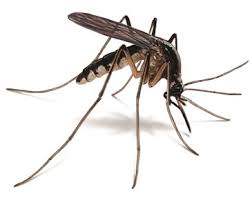 Moscas raid® mata moscas y mosquitos sin olor nuevo! Que Utilizas Para Eliminar Los Mosquitos De Tu Casa Toluna