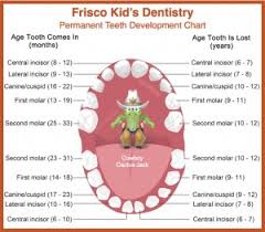 permanent tooth development chart