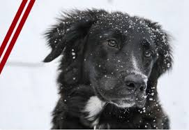 Retrouvez tous ce dont vous avez besoin pour vous occuper de tous vos petits être, chez vous et dans les meilleurs conditions. La Compagnie Des Animaux Code Promo