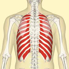 In vertebrate anatomy, ribs (costae) are the long curved bones which form the rib cage. External Intercostal Muscles Wikipedia